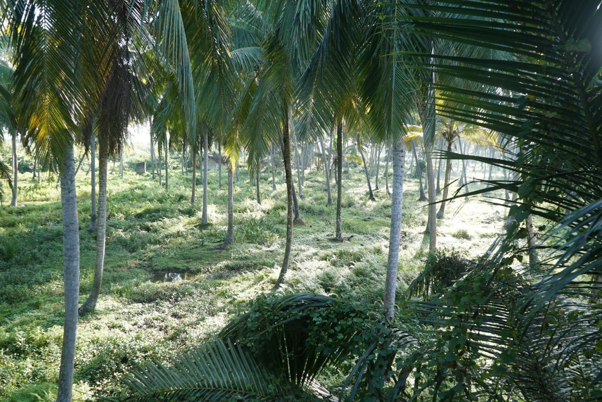 Red Coconut Villa Bentota Buitenkant foto