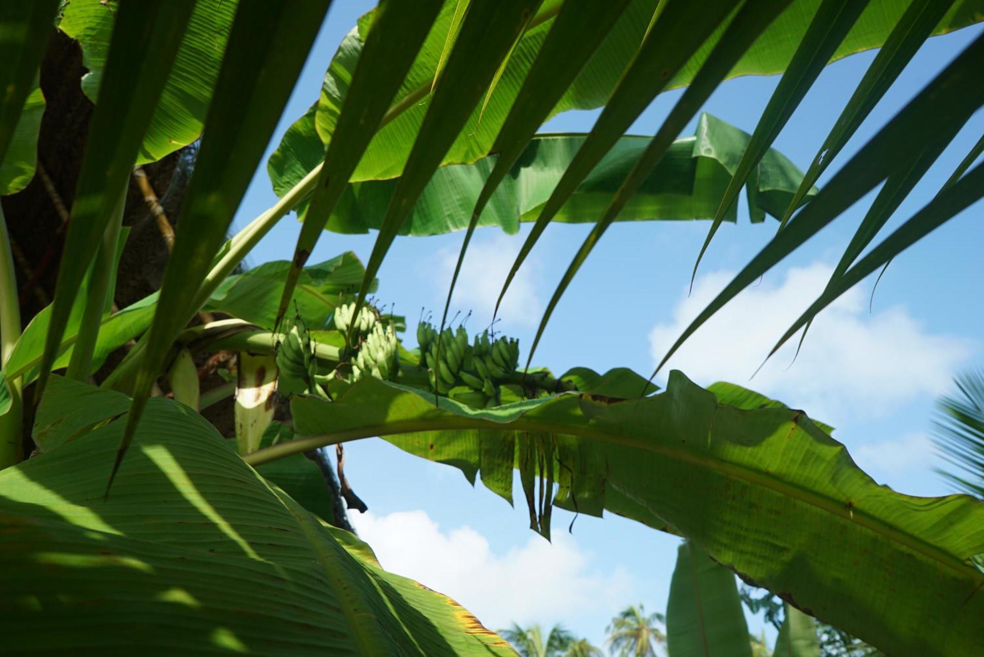 Red Coconut Villa Bentota Buitenkant foto