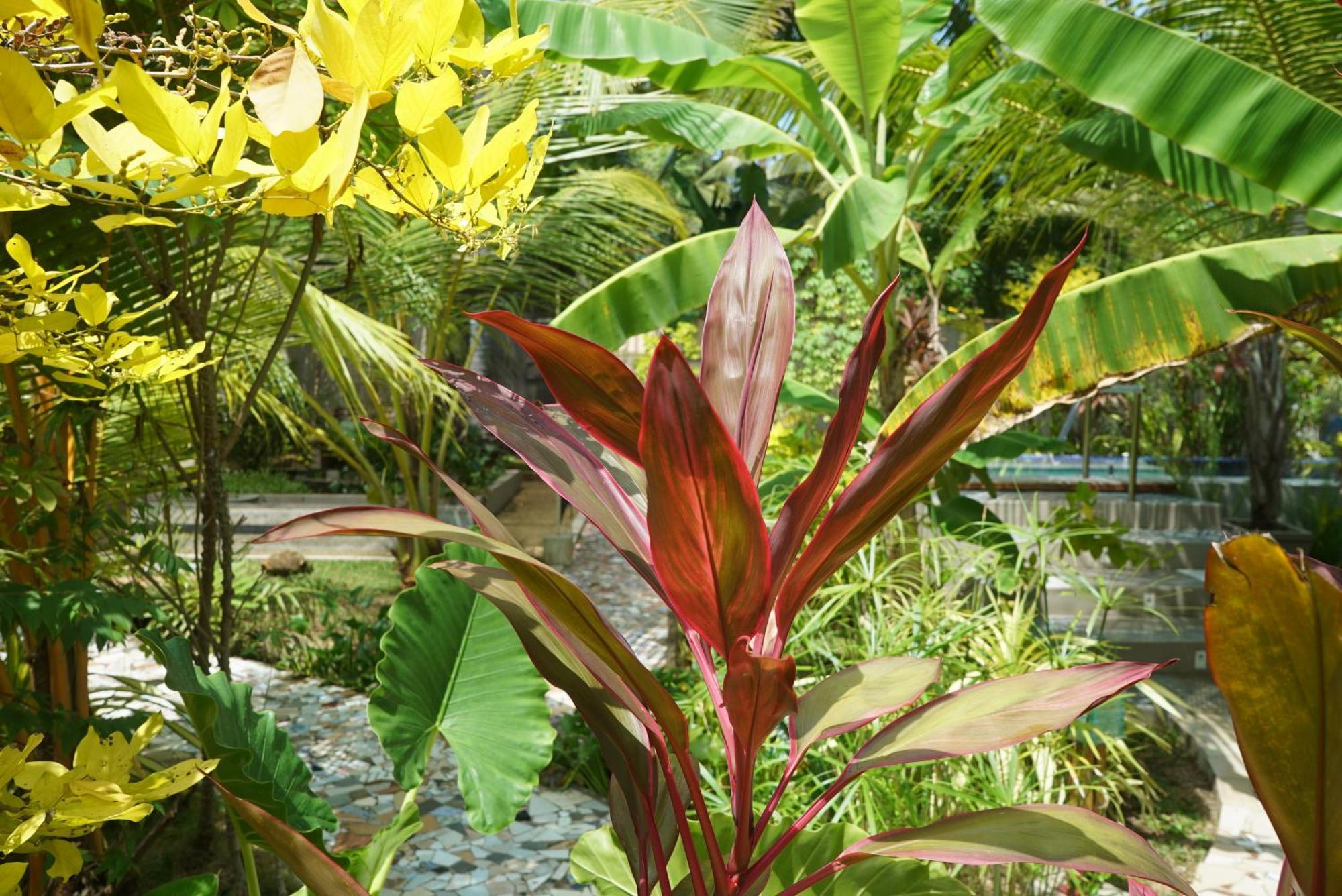 Red Coconut Villa Bentota Buitenkant foto