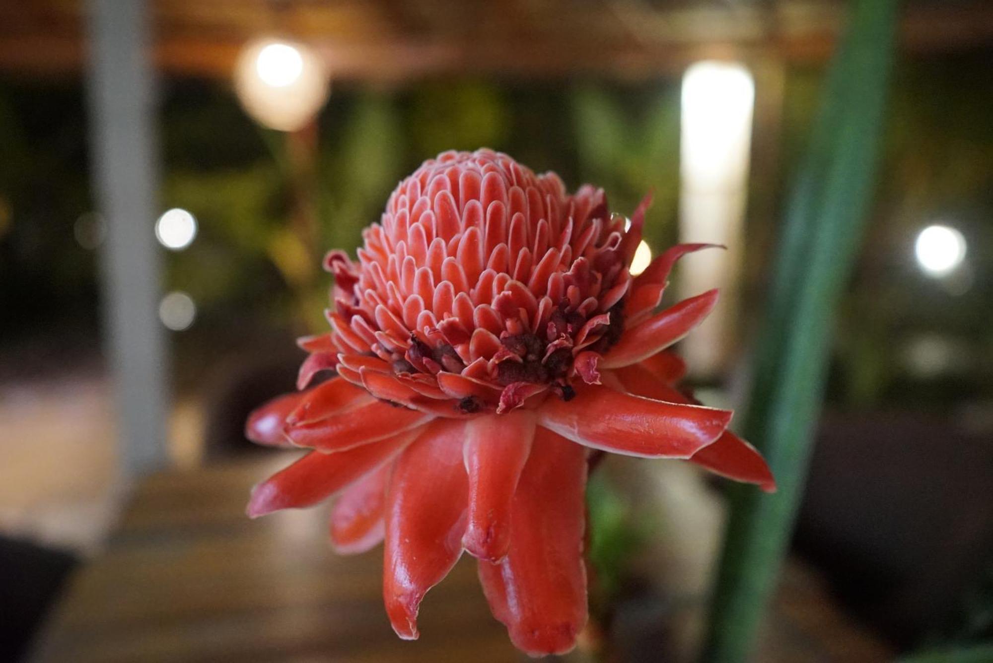 Red Coconut Villa Bentota Buitenkant foto
