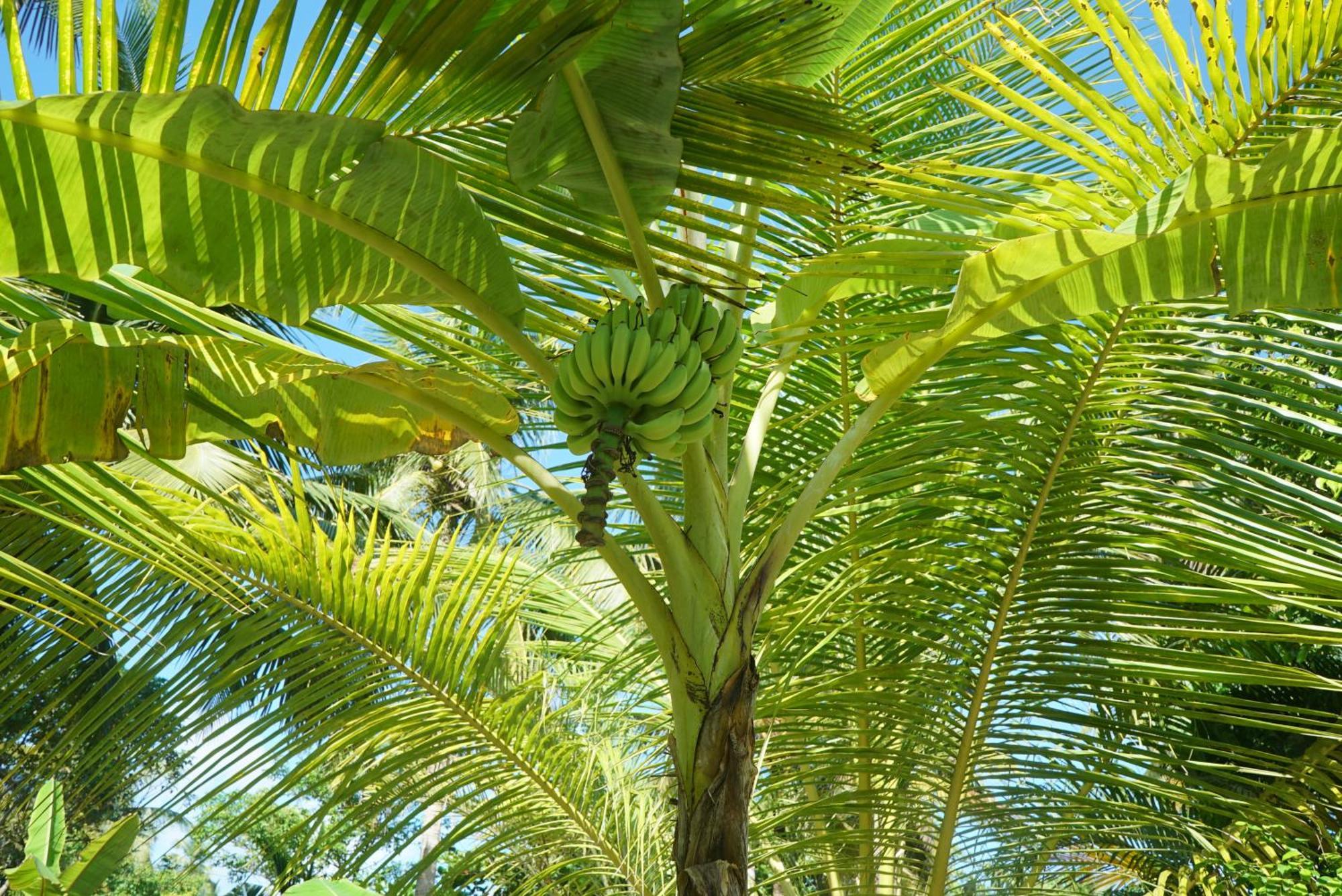 Red Coconut Villa Bentota Buitenkant foto